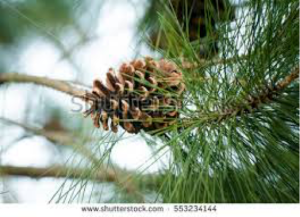 SummerPineconeBranch