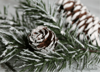 WinterPinecone