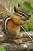 ChipMunk